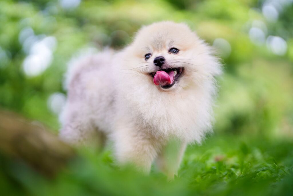 Choosing an Ethical Pomeranian Breeder in Australia: What to Look For (and What to Ask)